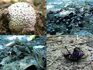 hornzackwamme - click for quicktime preview